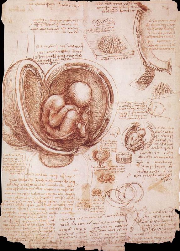 LEONARDO da Vinci The embryo in the Uterus France oil painting art